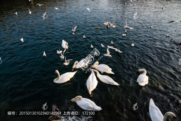 琉森湖天鵝