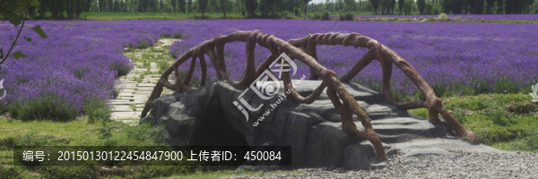 紫色薰衣草