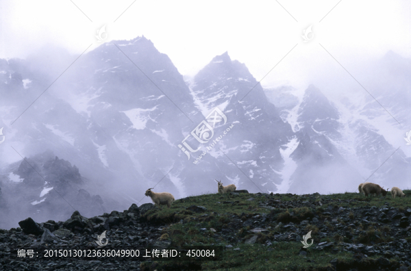 山羊,天山風(fēng)光