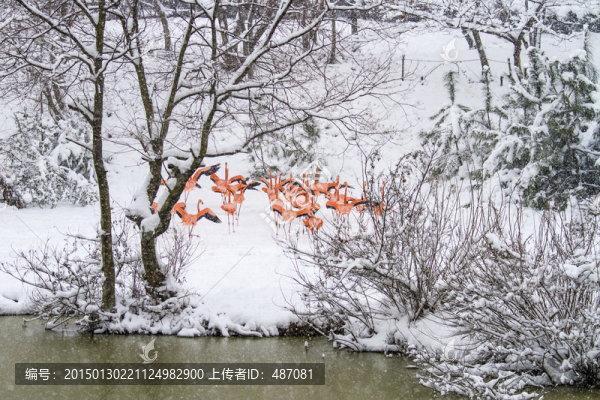 雪中火烈鳥