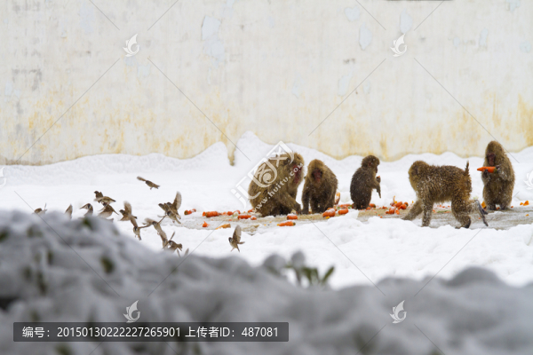 動(dòng)物園雪中猴子