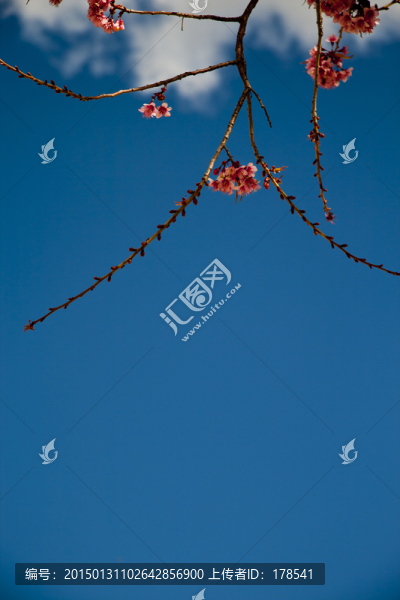 櫻花