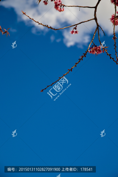 櫻花