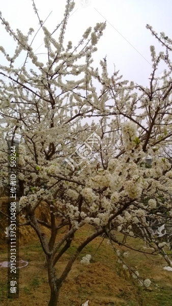 李花