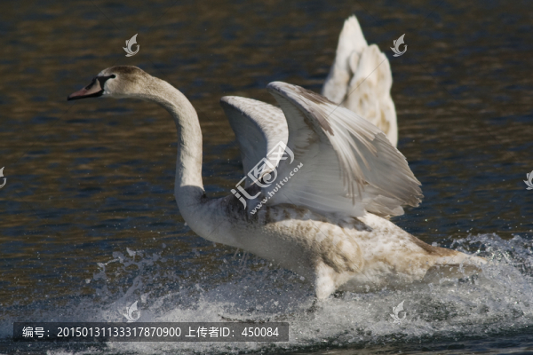 天鵝