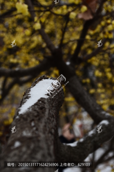 雪中臘梅