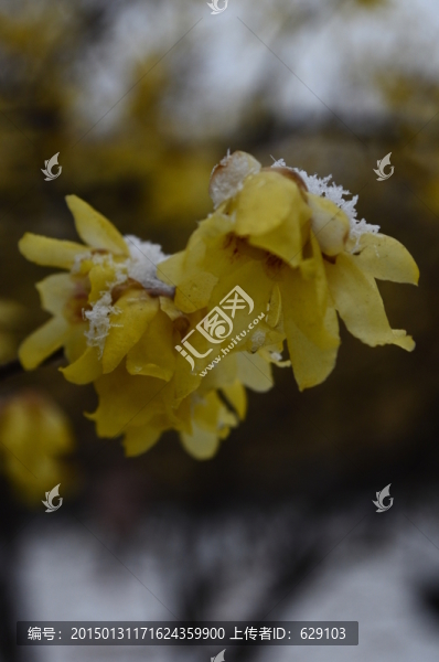 雪中臘梅