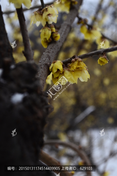 雪中臘梅