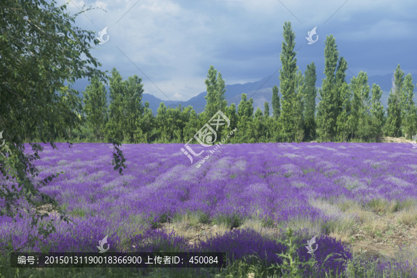 薰衣草