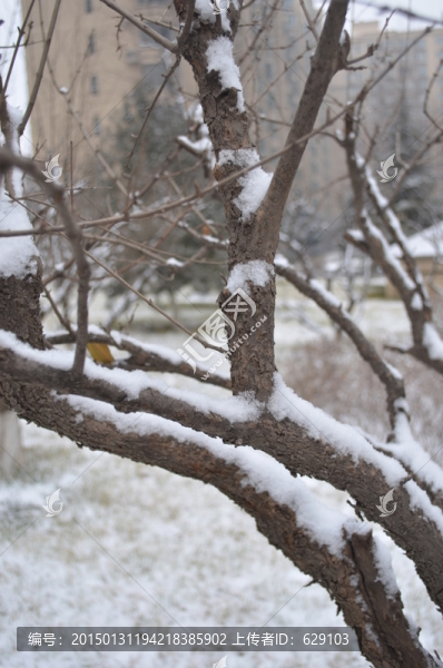 雪壓樹枝