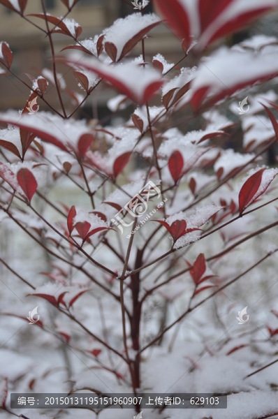 雪中紅葉