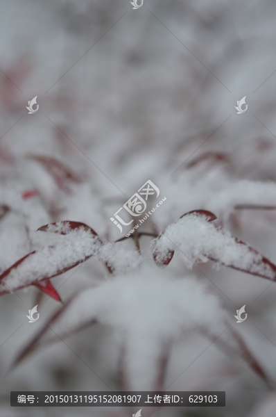 雪中楓葉