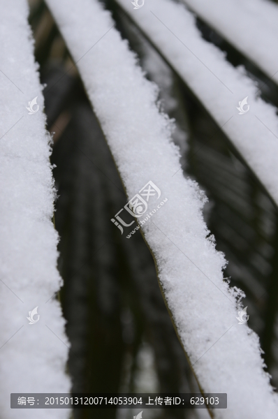 雪中棕葉