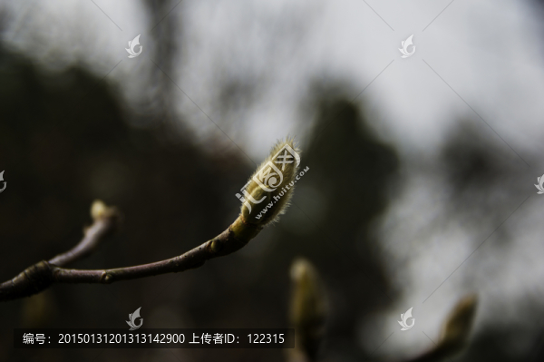 樹枝
