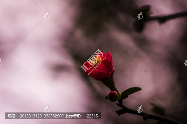 海棠花