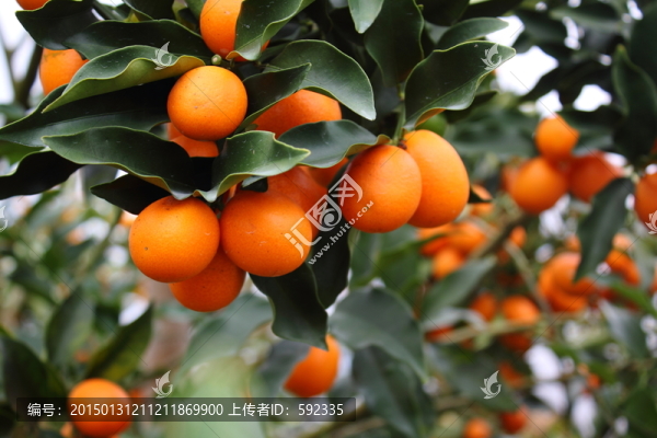 白沙金桔
