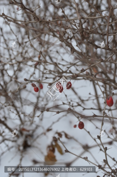 雪中的小紅果