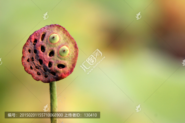 蓮蓬
