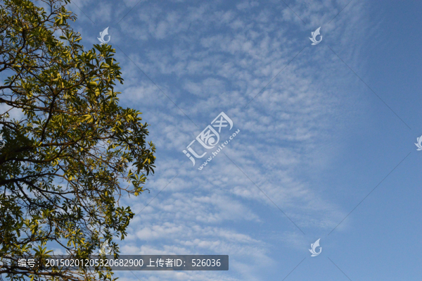 樹梢藍天