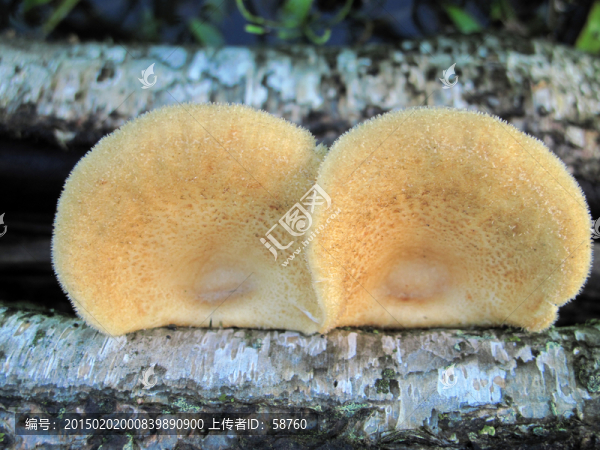 野生,菌類