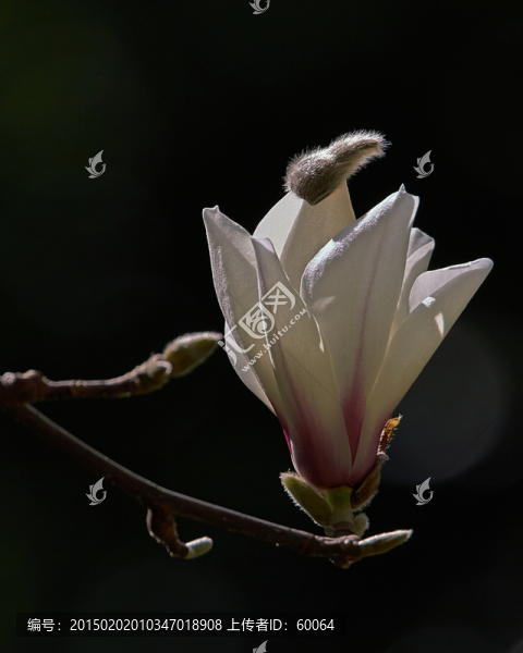 盛開(kāi)的玉蘭花