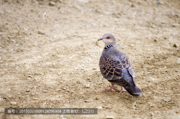 鴿子,The,dove