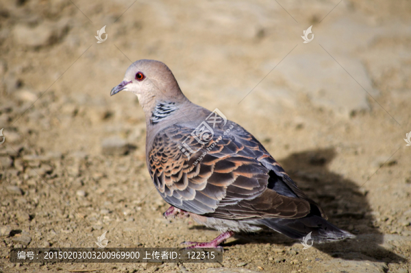 鴿子,The,dove