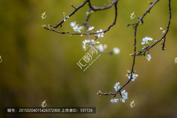 李樹花