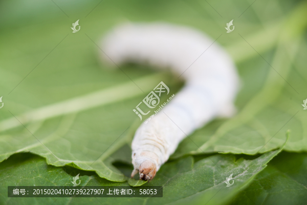 蠶