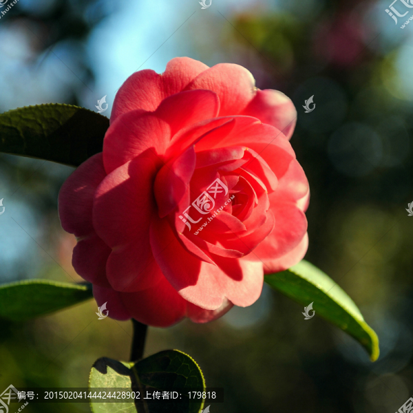 茶花