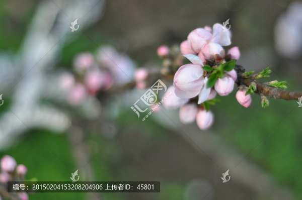 梅花