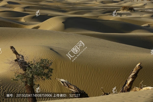 沙漠景觀