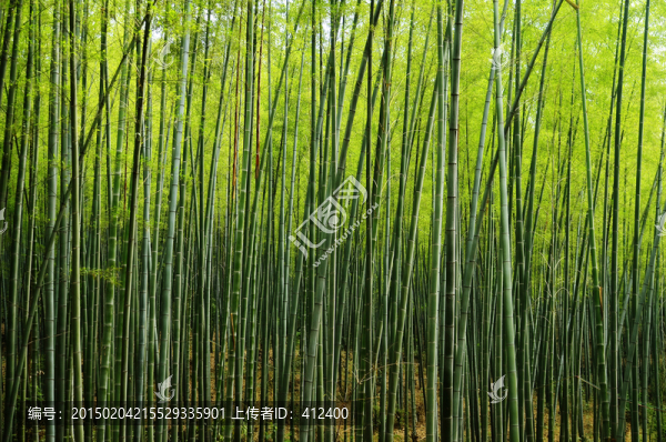 竹林