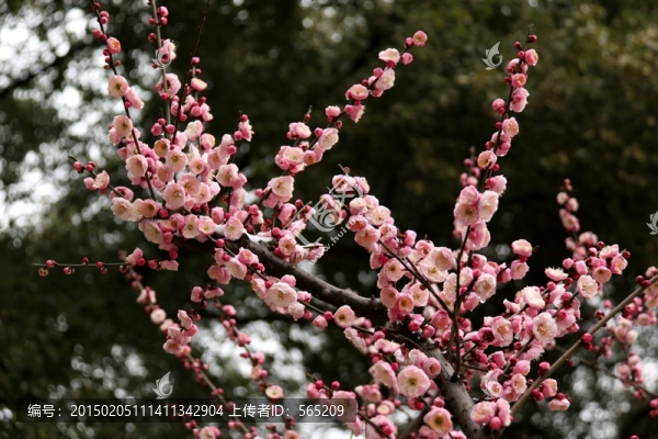 梅花