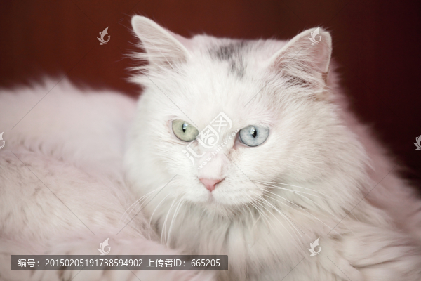 貓
