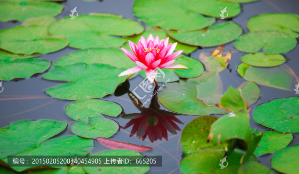 荷花