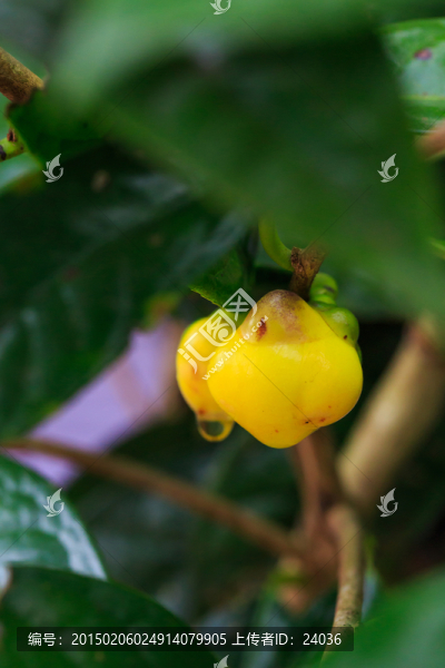 茶族皇后,金花茶