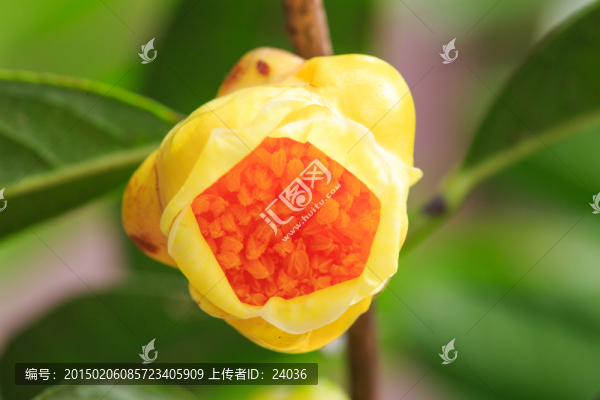 茶族皇后,金花茶,微距