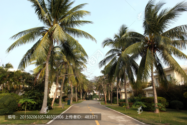 椰樹