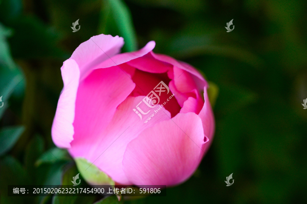 牡丹花