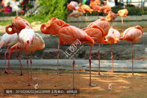 火烈鳥,動(dòng)物園,上海