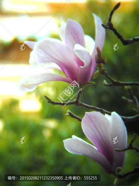 玉蘭花