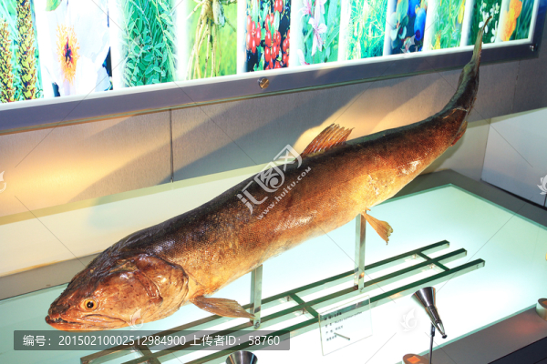 野生哲羅魚標本