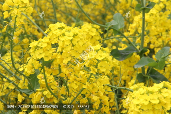 油菜花開,油菜花特寫,油菜