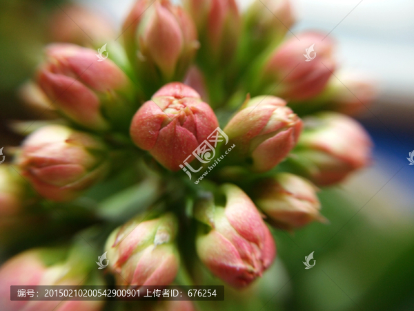 長壽花花蕾特寫