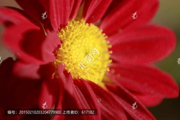 菊花,花瓣,花卉