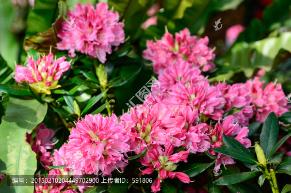 新品杜鵑花