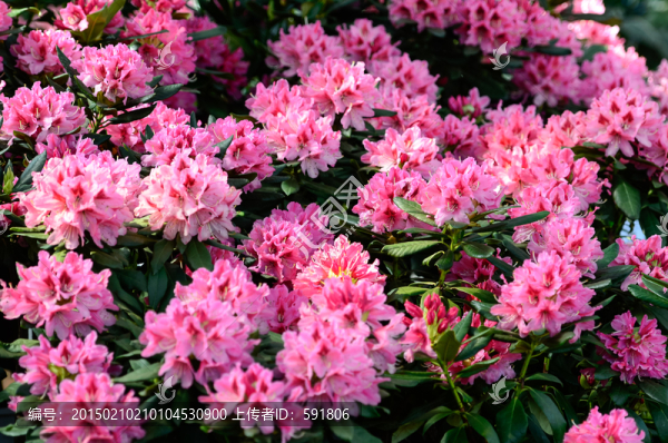 新品杜鵑花