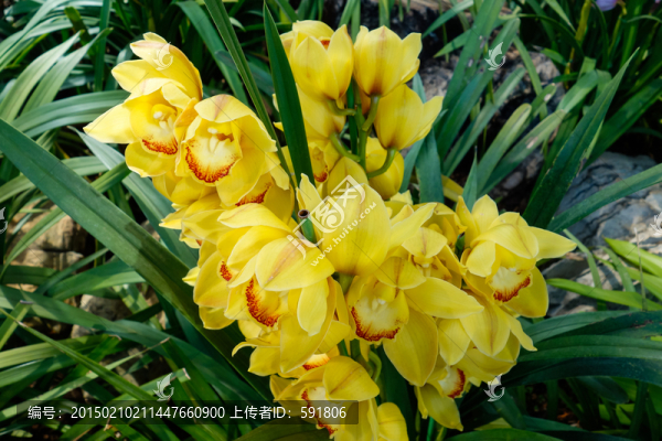 黃色大花蕙蘭