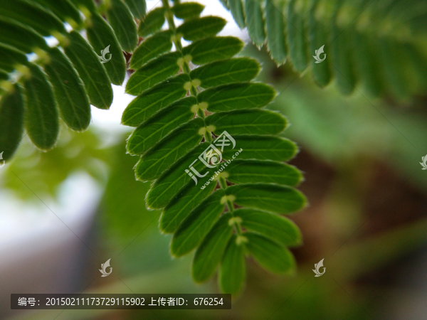 含羞草葉子